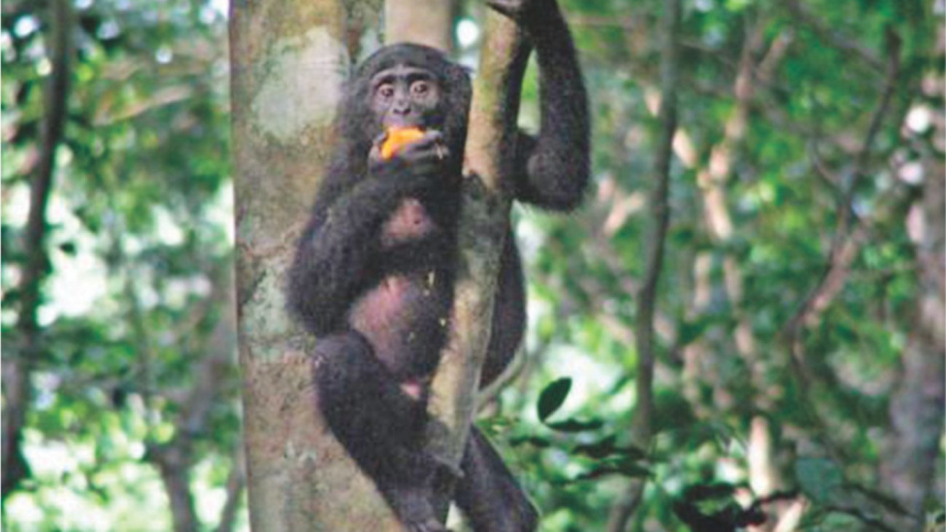 monkey.jpg