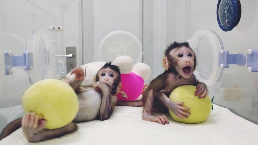 monkey.jpg