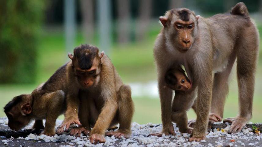 monkeys-aids-wbn.jpg