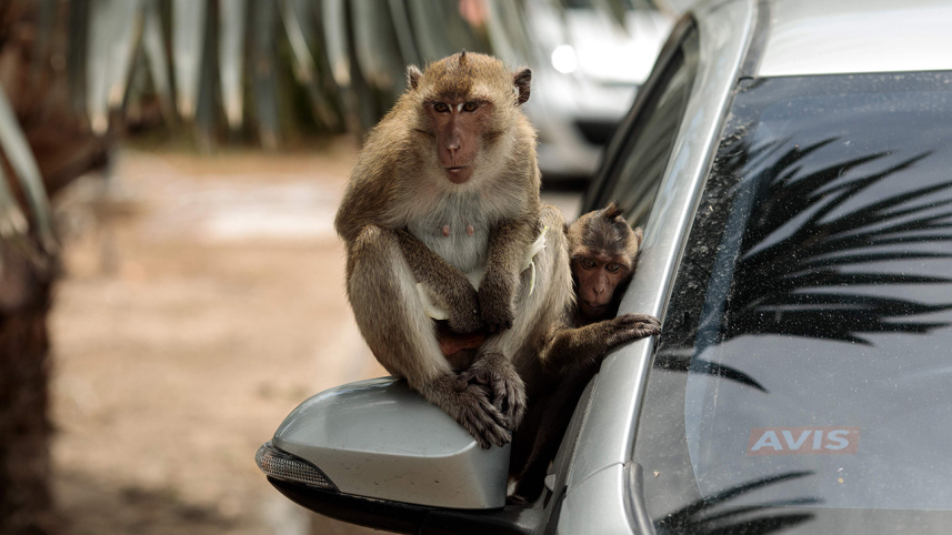 monkeys_afp.jpg