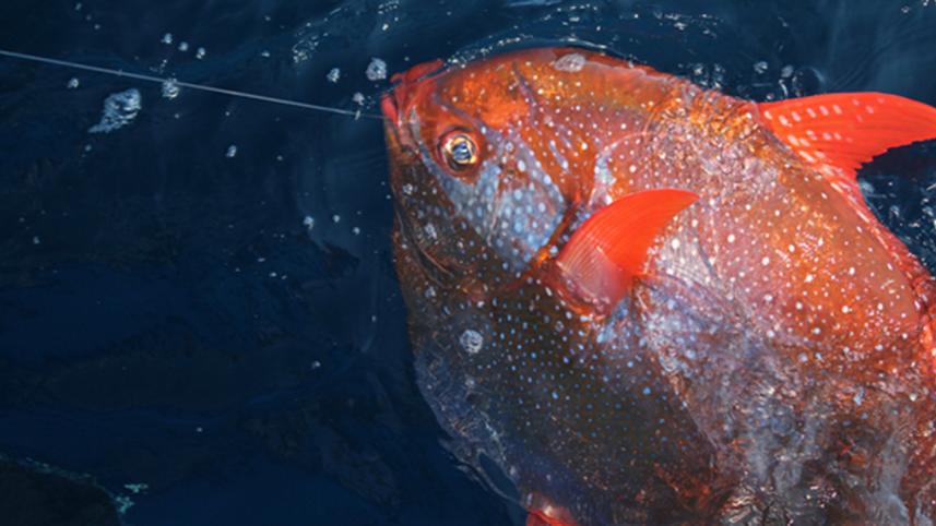 moonfish.jpg