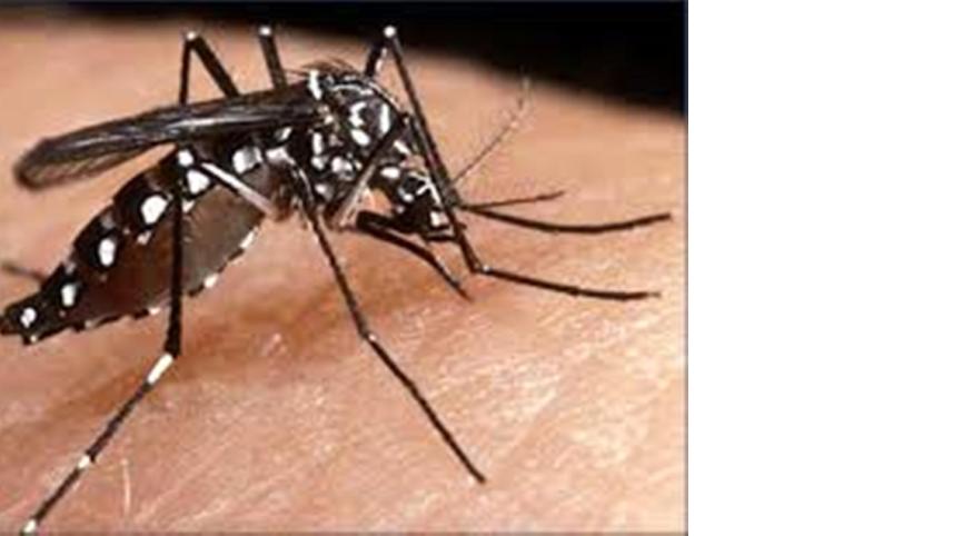mosquito.jpg