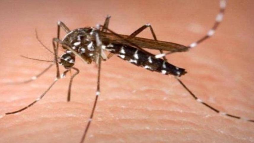 mosquito