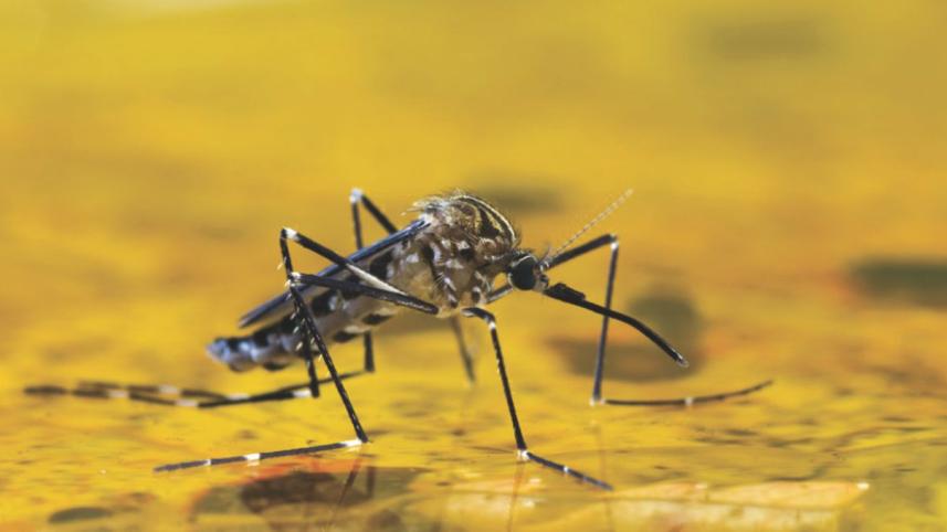 mosquito.jpg