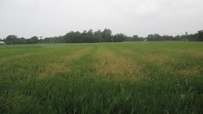 Aman crops