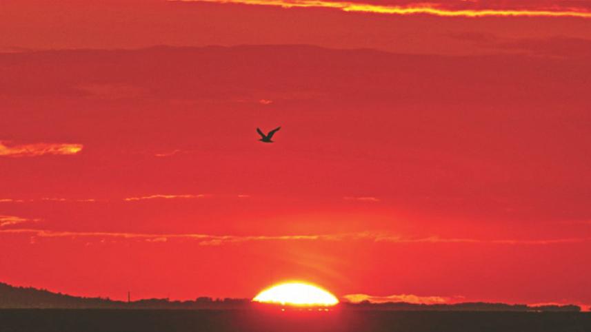 My Rosemary Bird