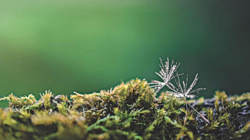 nature.jpg