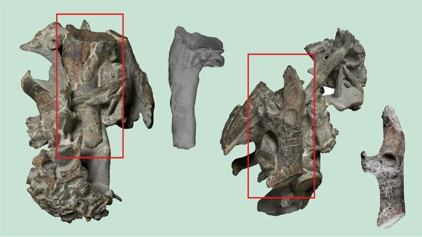 The fossil of a giant penguin