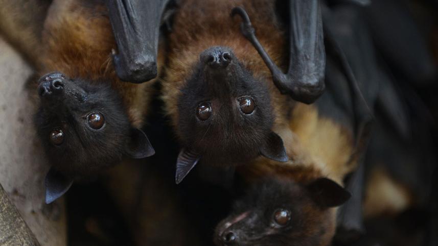Nipah virus
