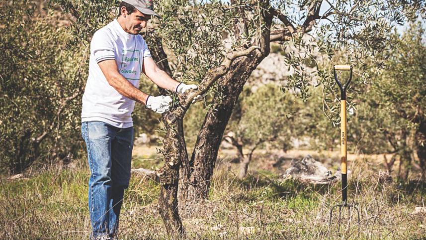 olive trees