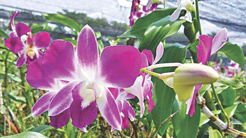 Orchid