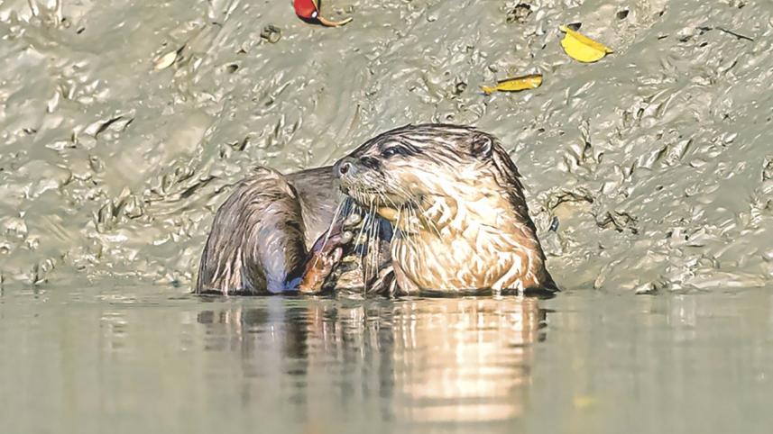 otter.jpg