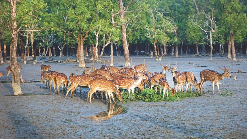 OUT IN THE LAND OF MANGROVE TREES