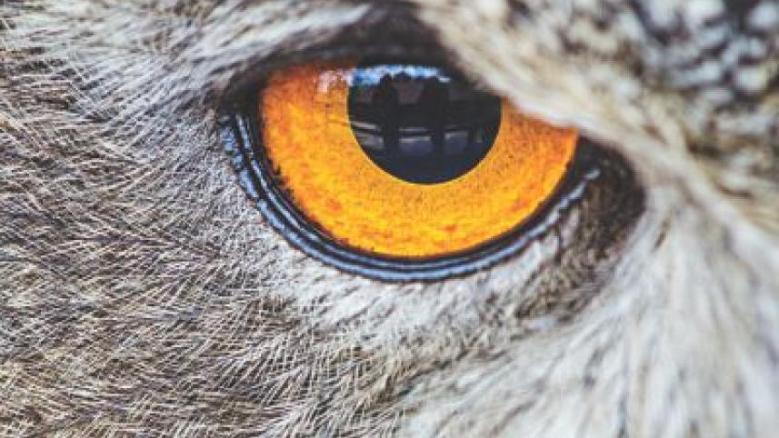 owl