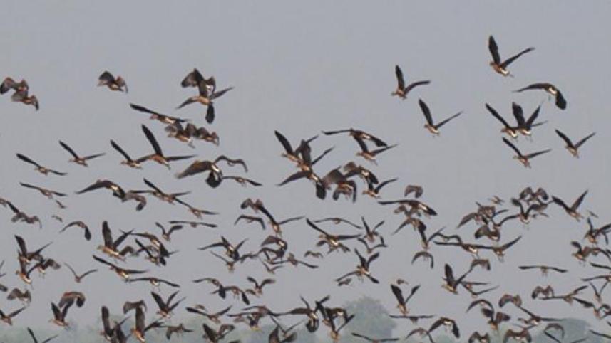 pakhi-2-moulvibazar.jpg