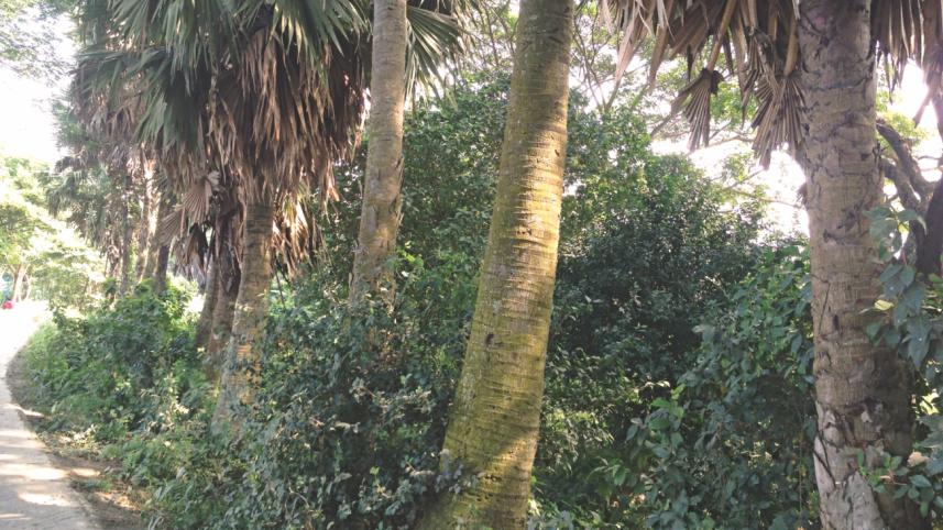 palm trees.jpg