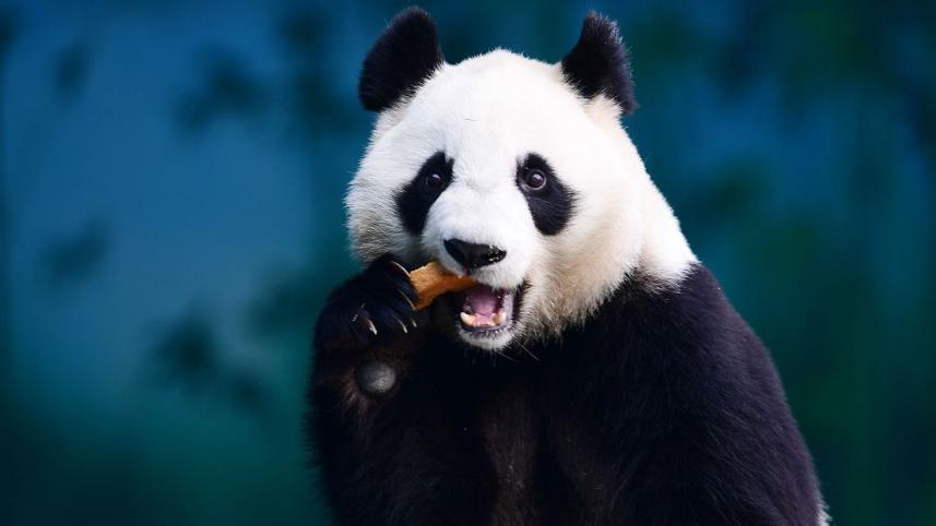 panda.jpg