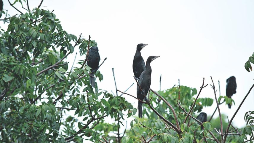 Pankouri flock in Sirajganj