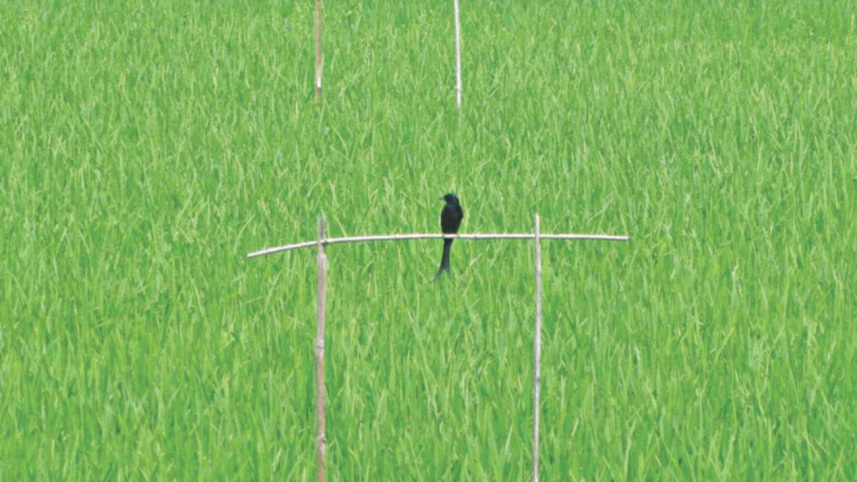 Perching method.jpg