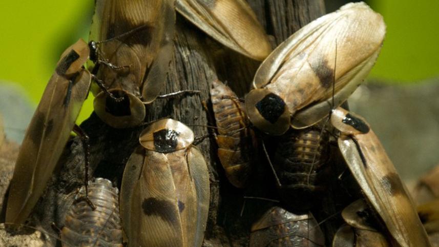 How to get rid of cockroaches 