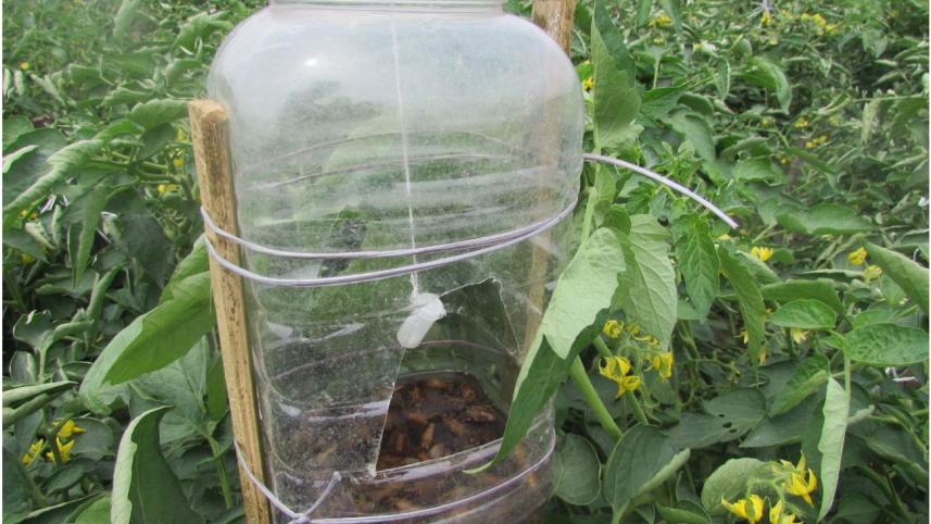 Pheromone-trap.jpg
