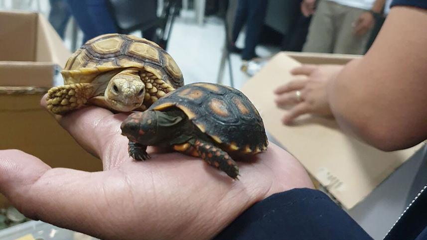 Philippines-turtles-2.jpg