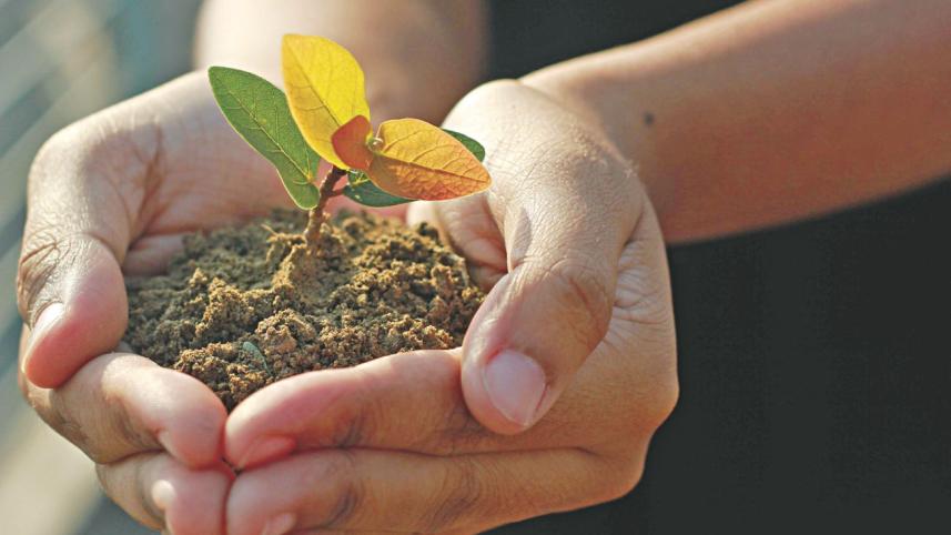 plant.jpg