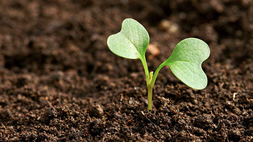 Plant.jpg
