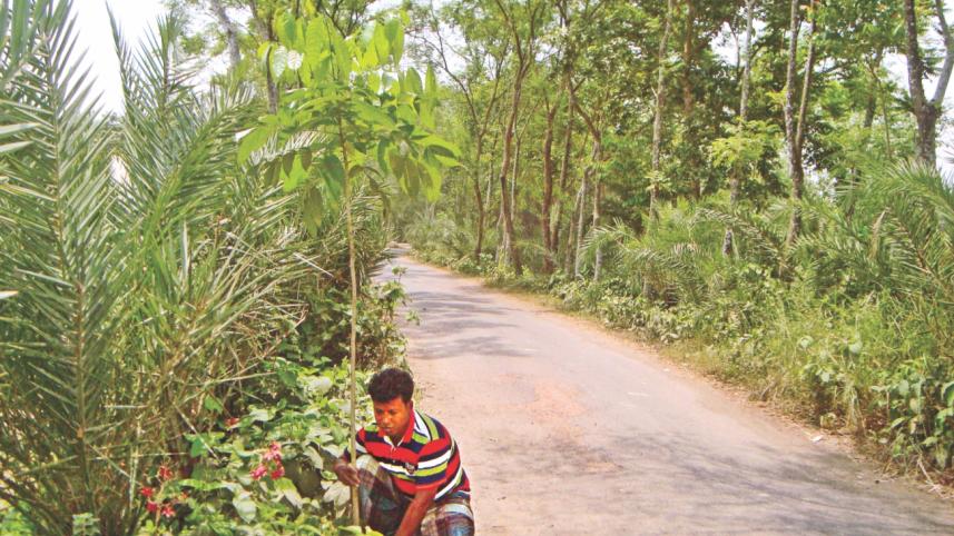 planting trees.jpg