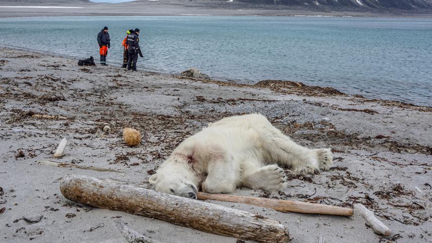 Polar bear