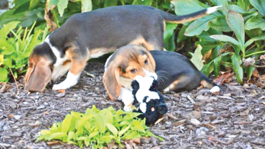 puppies.jpg