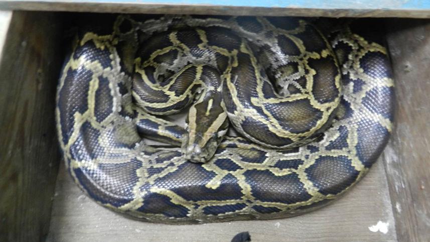 python-rescue