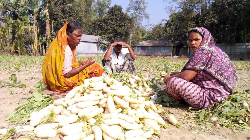 radish Tk 20.jpg