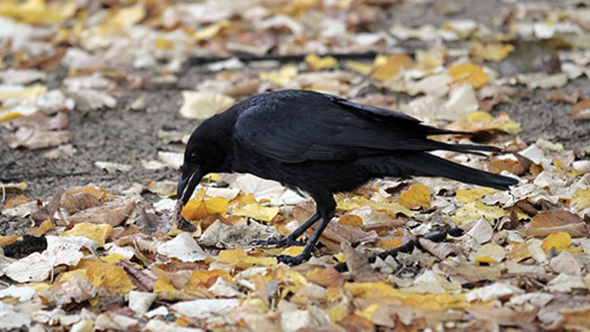 Raven-web.jpg