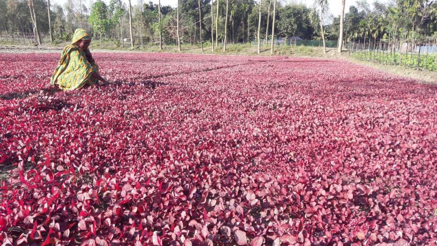 red spinach.jpg
