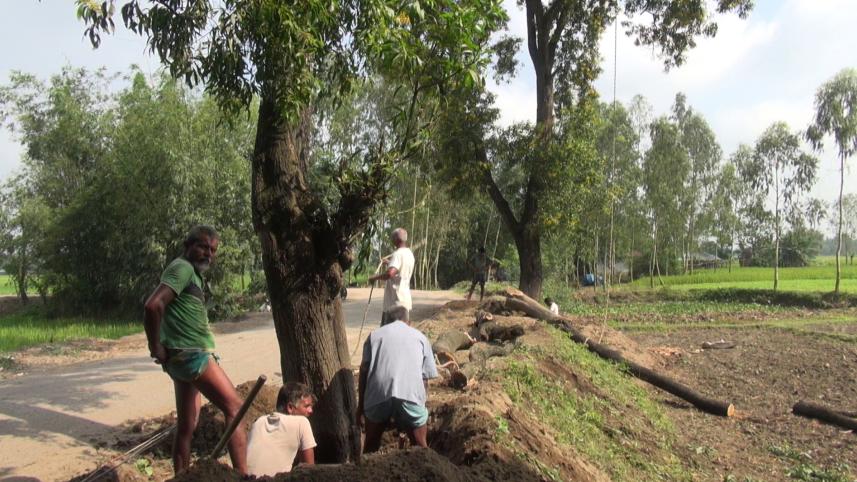 roadside tree.jpg