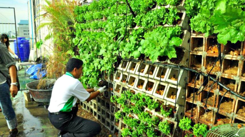 rooftop garden