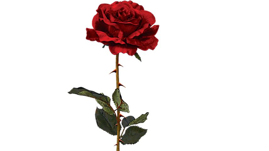 rose.jpg