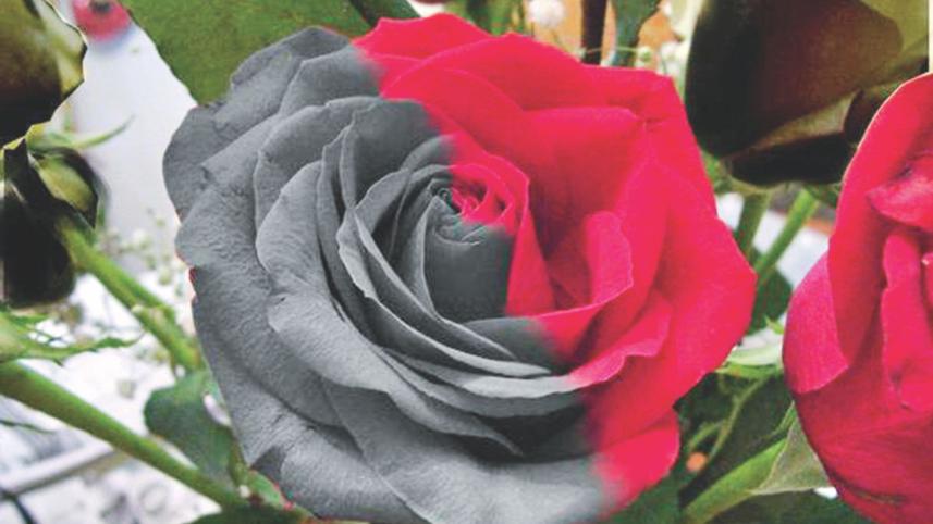 rose