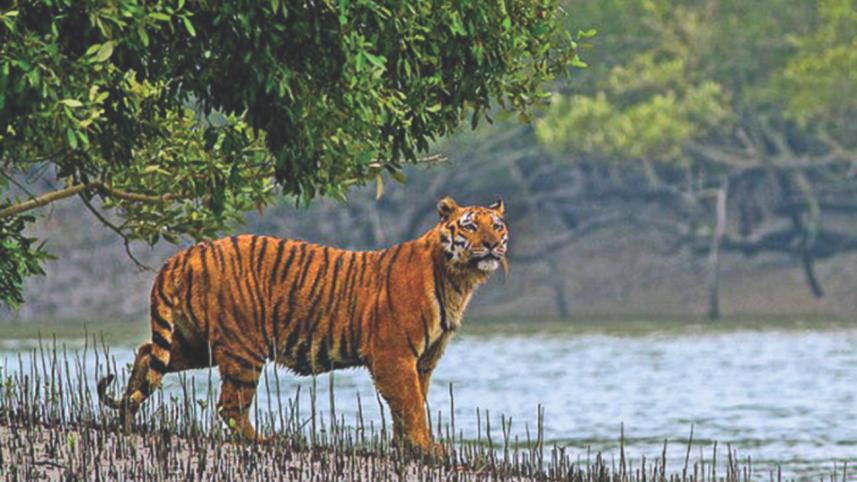 Royal Bengal Tiger