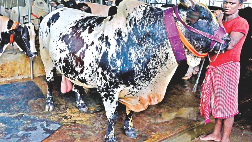Sacrificial Animal