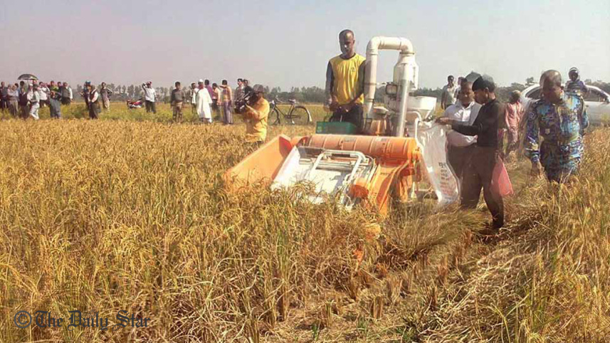 Santal-paddy-web.jpg