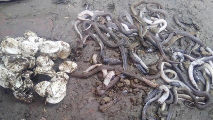 satkhira-snakes-web.jpg
