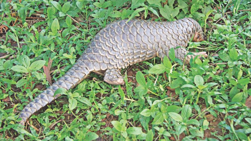 scaly things.jpg