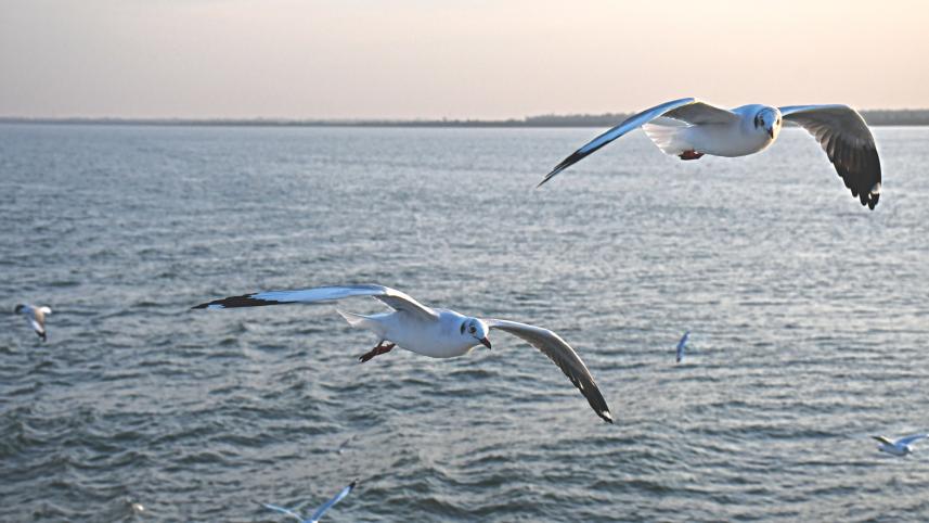 Seagulls.jpg