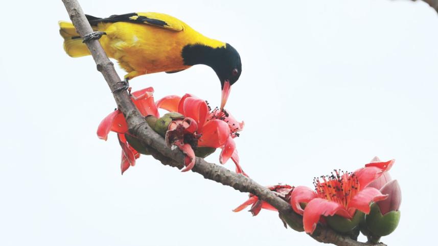 shimul flower.jpg