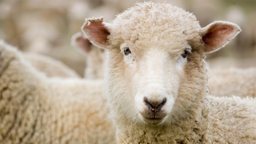 Sheep
