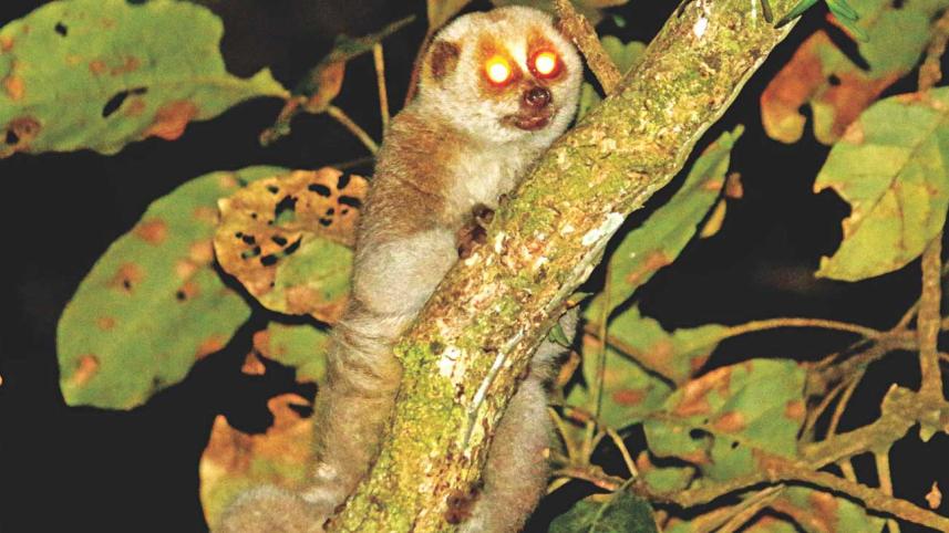 Shy Monkey