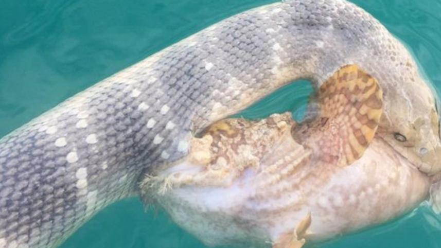 snake-fish-Australia.jpg