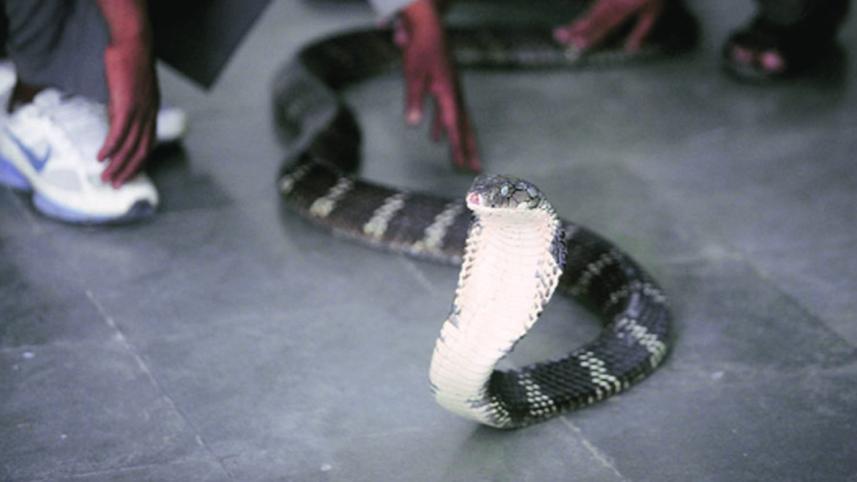 snake.jpg